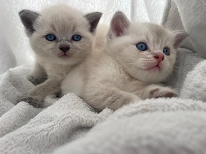 BKH katzen
