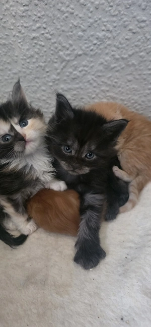 Wunderschöne Maine Coon Babys