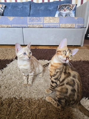 Bengal Kitten W. Stammbaum abgabebereit Eltern 10 Tests Kitten