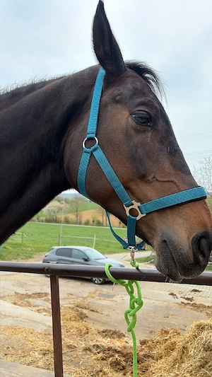 Reitbeteiligung gesucht PsR