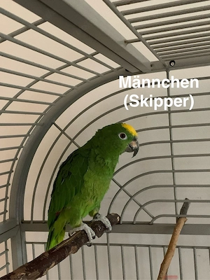 Gelbscheitelamazonen - Pärchen
