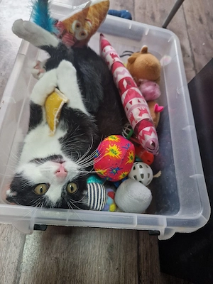 2 Kater Geschwister dringend 