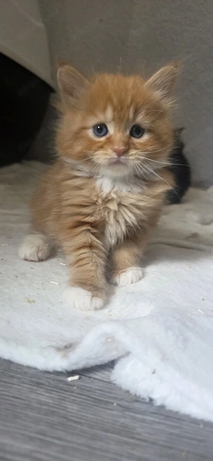 Maine coon kitten 