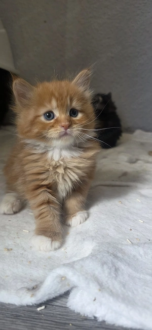 Maine coon kitten 