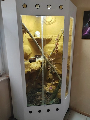 2 Kornnattern inkl Terrarium 