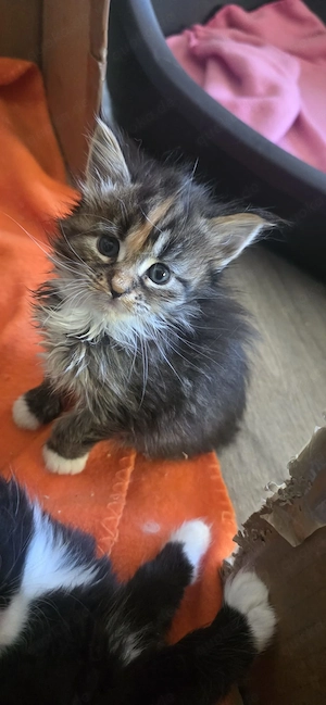Maine coon kitten XXL