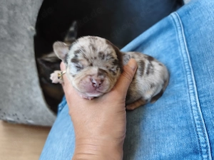 Wunderschöne Chihuahua Welpen in KH und LH 