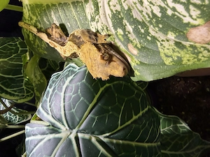 Verkaufe 2 Kronengeckos mit Terrarium