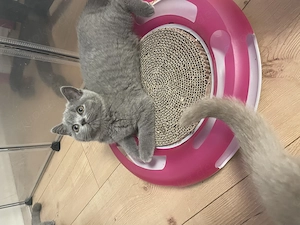 Unsere wunderschönen Britisch Kurzhaar Kitten haben das Licht der Welt erblickt