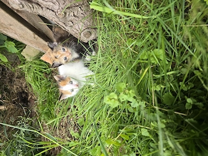 Kleine Katzenmädchen