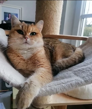 Reinrassige verschmuste BKH Katze mit Stammbaum 