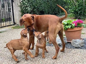 Rhodesien Ridgeback Love - Welpen  Bild 10
