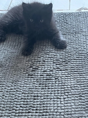 Langhaar Kurzhaar Mix kitten kätzchen 