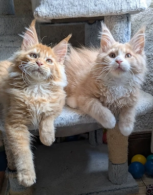 Wunderschöne Maine-Coon-Kätzchen abzugeben