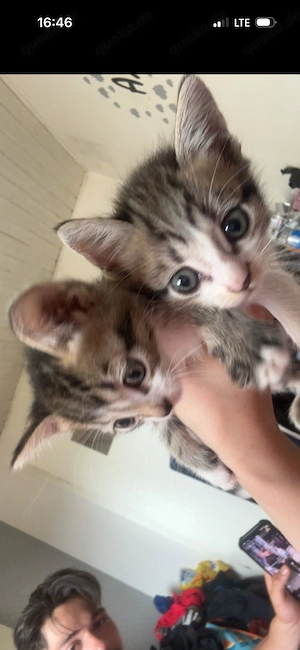 5 Kitten 9 Wochen alt zum abgeben 
