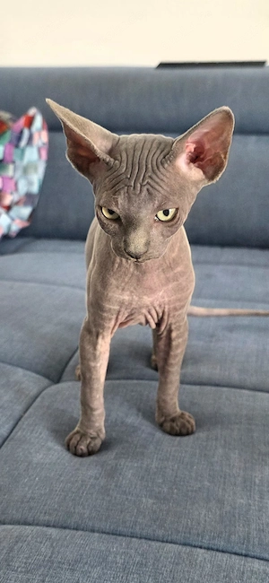 Sphynx Canadian. Weiblich 