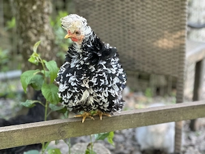Bruteier von Seidenhühner   US Silkies zum Teil gestruppt