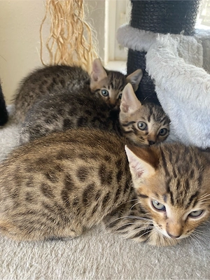 Bengal - Mix Katerchen sucht ein neues Zuhause