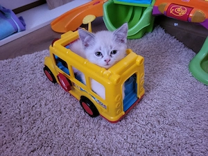 Fredy BKH  BLH kater 