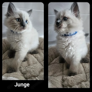 Ragdoll Kitten 