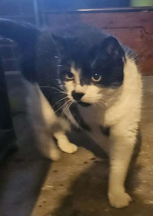 Katze Milka sucht neues Zuhause 