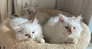 Heilige Birma Kitten.  