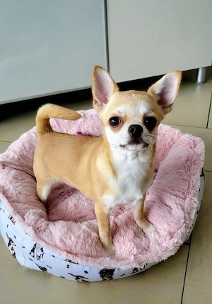 Liebevoller Chihuahua-Welpe sucht ein neues Zuhause