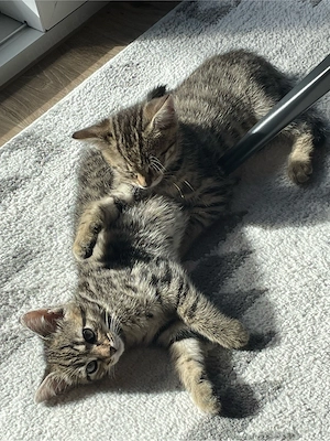 Kiki & Paco   Geschwisterpärchen Tigerkätzchen suchen ein liebevolles Zuhause