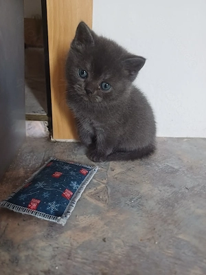 Wunderschöne BKH kitten 