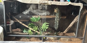 terrarium 