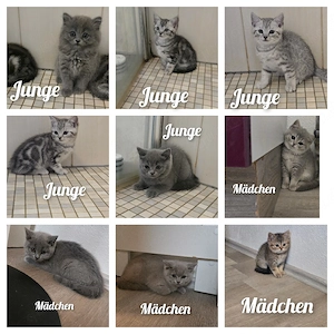 Bkh kitten  ab sofort  9 Stück 