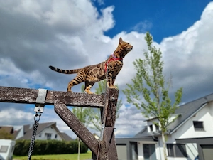 Bengal Deckkater XXL 
