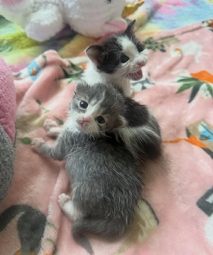 die beiden katzen suchen ein Zuhause 