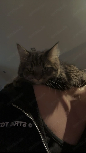 main coon mix 