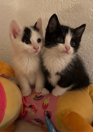Babykatzen Mix 