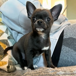 Süße Chihuahua-Welpe (weiblich) sucht ein liebevolles Zuhause für immer