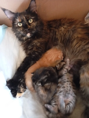 Bildhübsche Main coon -bengal Kitten zu verkaufen. 