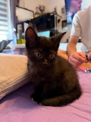 Zauberhafte Sphynx-Mischling baby sucht ein liebesvolles zuhause