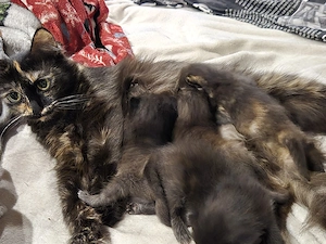 Kitten Mix