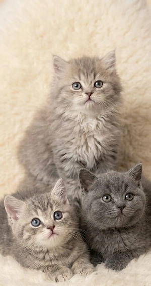 BKH Kitten 