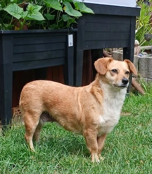 Bengy - liebe Hunde-Omi sucht liebevolles Zuhause