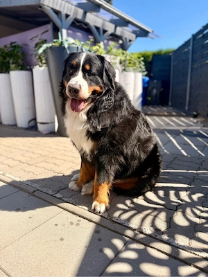 Berner Sennenhund Deckrüde 