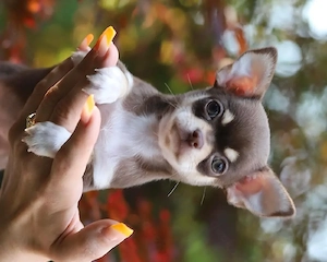 reinrassige Chihuahua Welpen, 6 Wochen