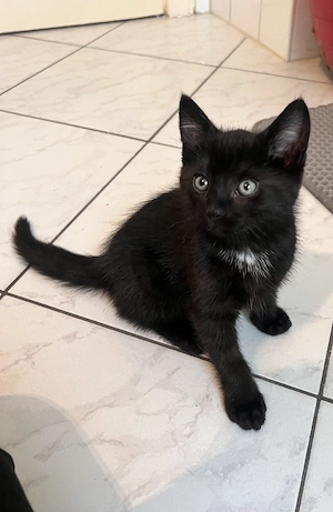 Süße Baby Katzen 