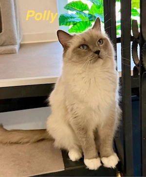 Süße Ragdoll Dame sucht Zuhause 