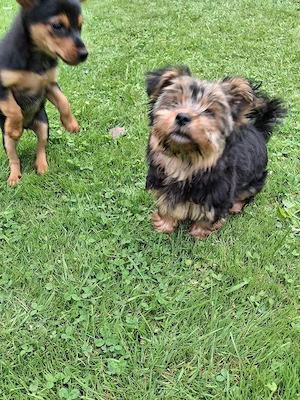 Yorkshire Terrier Welpen 