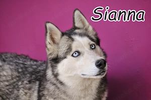 Wer möchte dieser außergewöhnlichen Husky-Dame die Welt zeigen und Sianna ein Zuhause schenken?