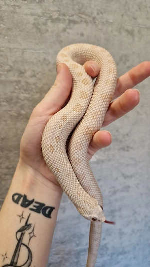 Heterodon Nasicus Pärchen Hakennasennattern Zucht Pink Pastel Conda