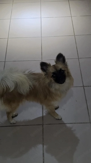 Wunderhübsche verspielte Pomchi Hündin.