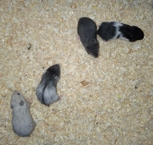 Goldhamster 